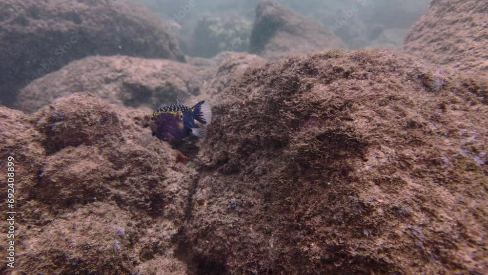 Black-spotted boxfish, Blue-spotted boxfish or Yellow boxfish (Ostracion cubicus), Pacific ocean, Hawaii. Scuba diving in Hawaii Black-spotted boxfish, Blue-spotted boxfish or Yellow boxfish (Ostracion cubicus), Pacific ocean, Hawaii. Scuba diving in Hawaii