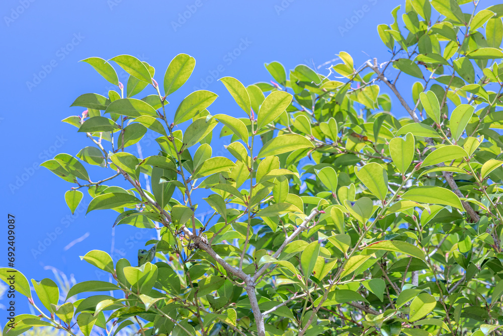 Obraz premium 青空に映える榊の葉