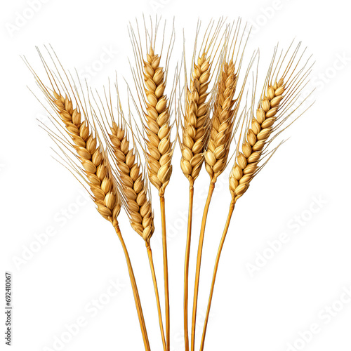 Wheat on white background