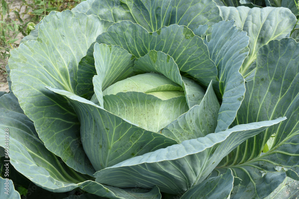 Fototapeta premium View of cabbage ripening in the garden surrounded by wide leaves.