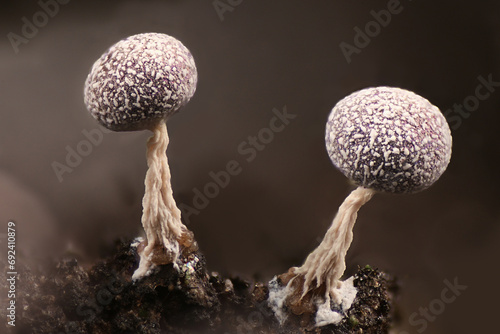 Physarum leucophaeum, a slime mold from Finland, microscope image of sporangia