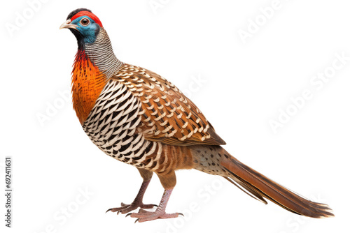 Lophura Splendor: A Closer Look at the Edwards's Pheasant isolated on transparent background