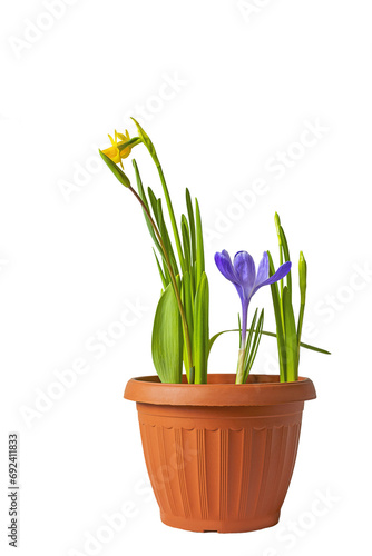 Pot with spring flowers of crocus and daffodils. Isolate on white. PNG available.