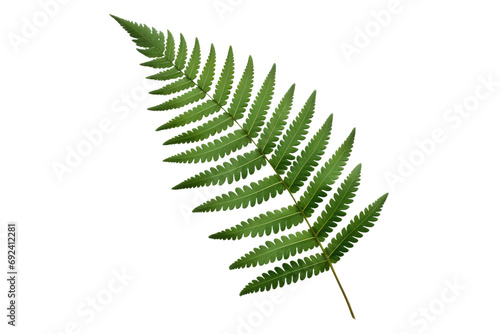 Lush Foliage: Embracing the Graceful Presence of Fern Leaves isolated on transparent background