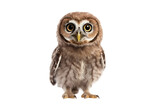 A Century of Silence: Seeking the Lost Forest Owlet isolated on transparent background