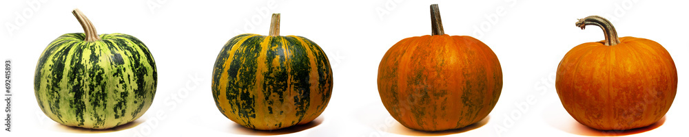 Discoloration of pumpkin fruits in the process of ripening on a white background, side view - obrazy, fototapety, plakaty 