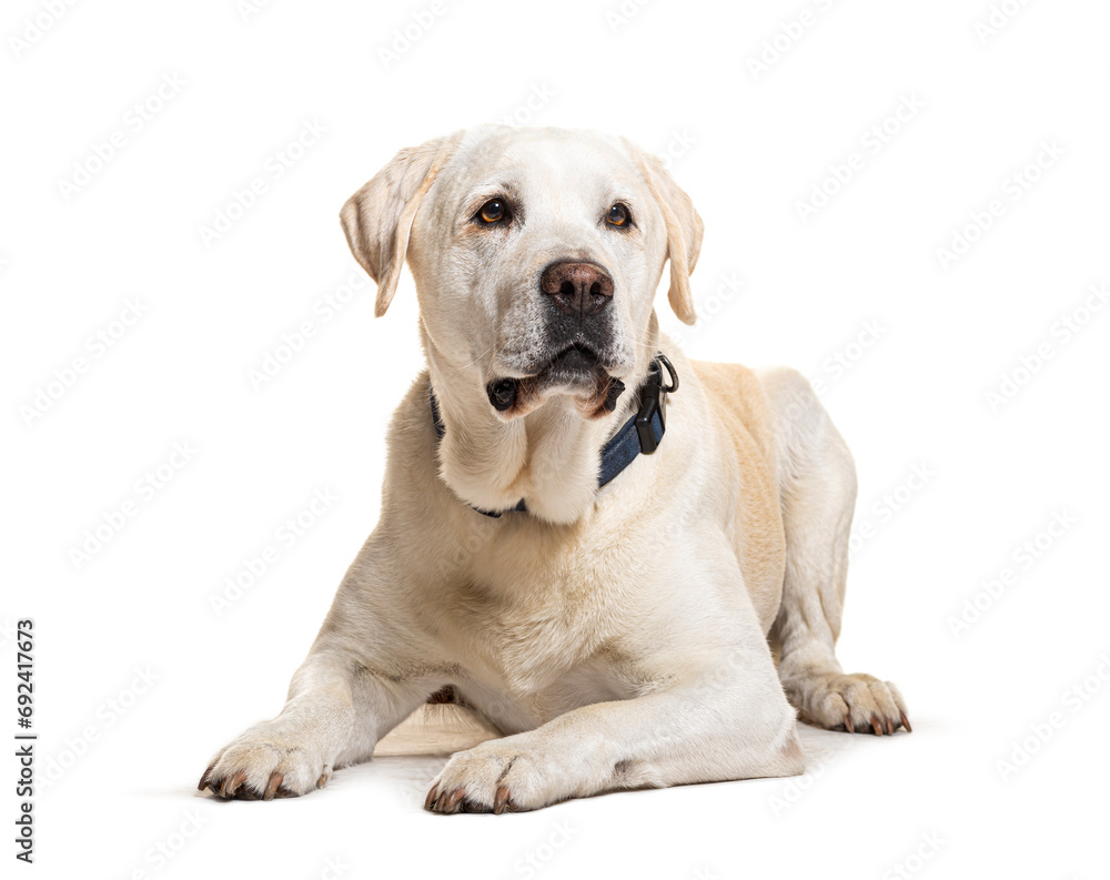 Lying down Labrador wearing a collar, isolated on white
