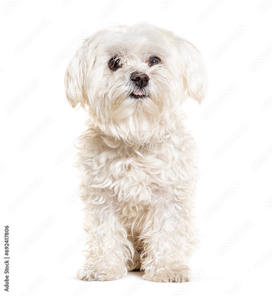 Cute Maltese standing, isolated on white