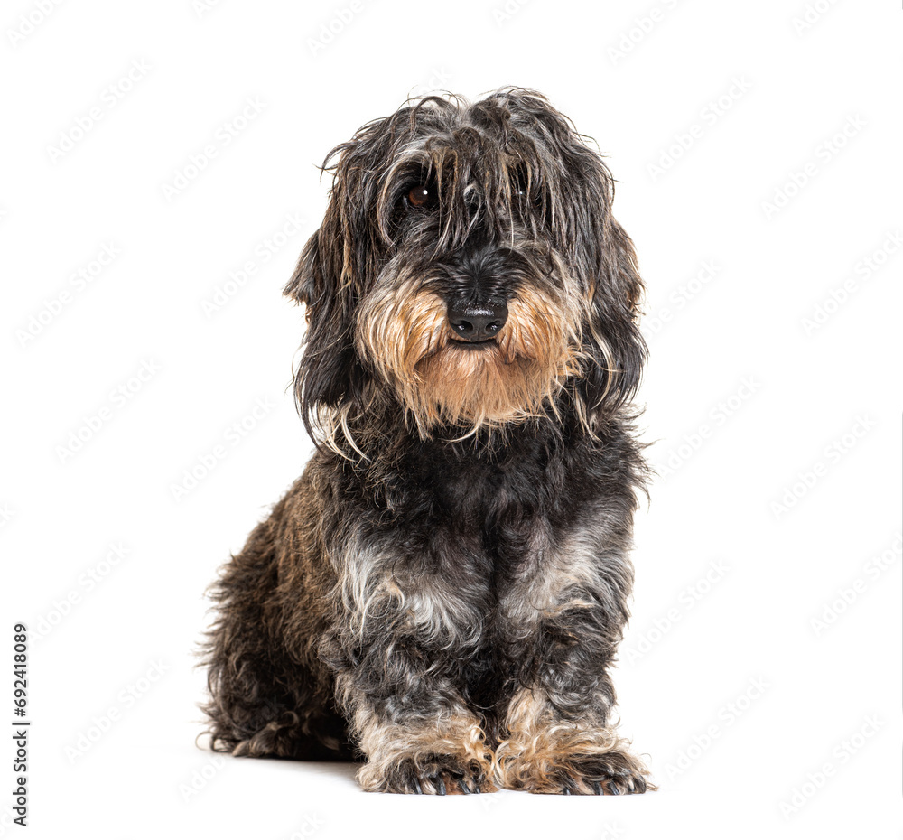 Long haired Dachshund sitting, isolated on white