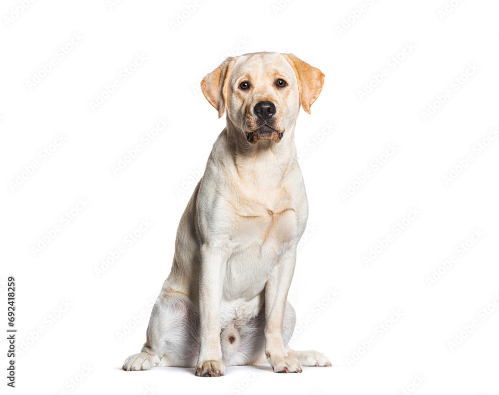 Sitting Labrador, isolated on white