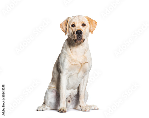 Sitting Labrador, isolated on white