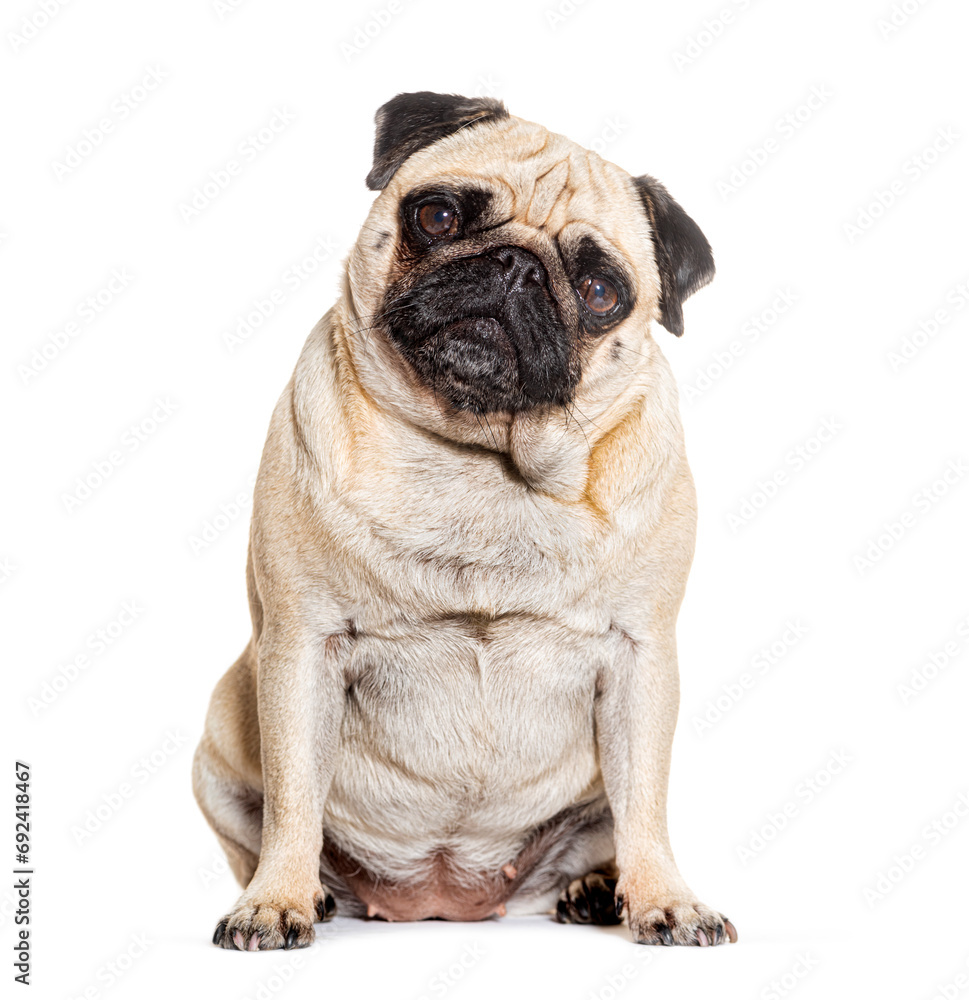 Pug sitting looking at he camera against white background