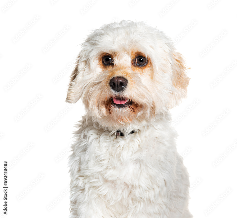 Cavapoo is a mix cavalier King Charles Spaniel with Poodle, wearing a collar, isolated on white