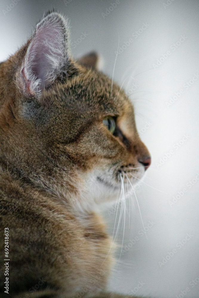closeup side portrait of cat