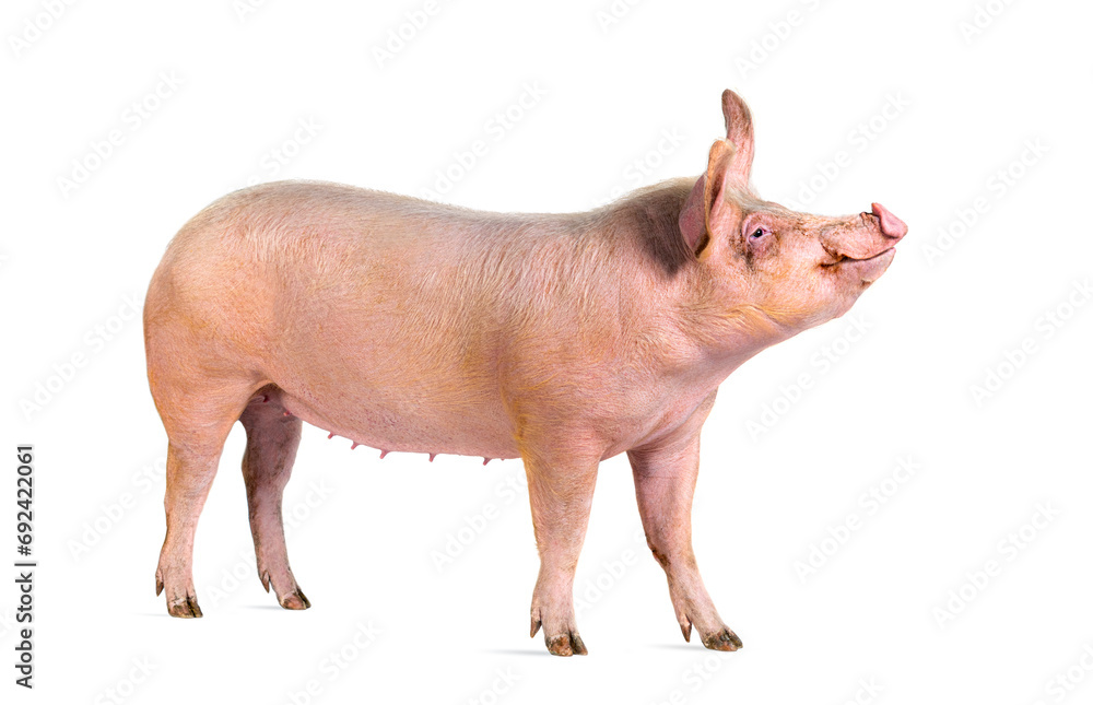 Side view of a Domestic pig looking up, isolated on white Side view of a Domestic pig looking up, isolated on white