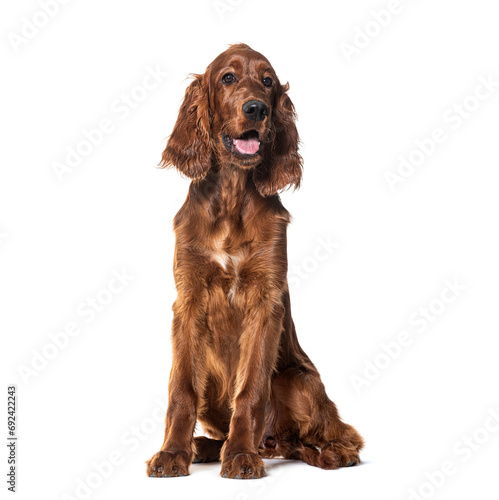 Sitting and Panting Setter irlandais, isolated on white