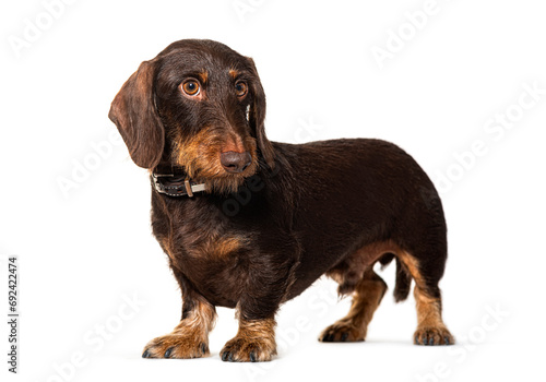 Standing Dachshundlooking away  isolated on white