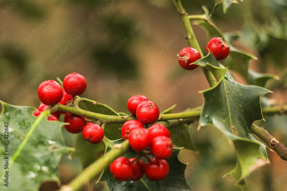 Horizontal photo of ripe red Ilex aquifolium fruits - European Holly or Christmas Holly tree in the forest. Selective focus with blurry nature background Horizontal photo of ripe red Ilex aquifolium fruits - European Holly or Christmas Holly tree in the forest. Selective focus with blurry nature background