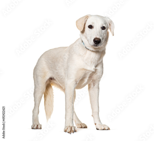 Mongrel Dog wearing a collar, isolated on white