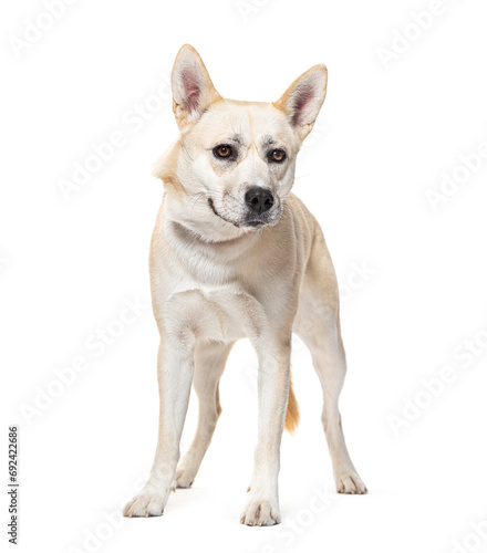 Boxsky dog. Mix Husky with boxer, Isolated on white