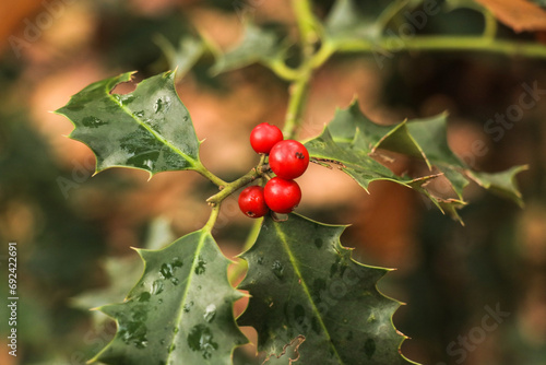 Horizontal photo of ripe red Ilex aquifolium fruits - European Holly or Christmas Holly tree in the forest. Selective focus with blurry nature background