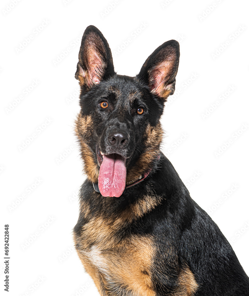 head shot of a German shepherd panting and looking at the camera, isolated on white