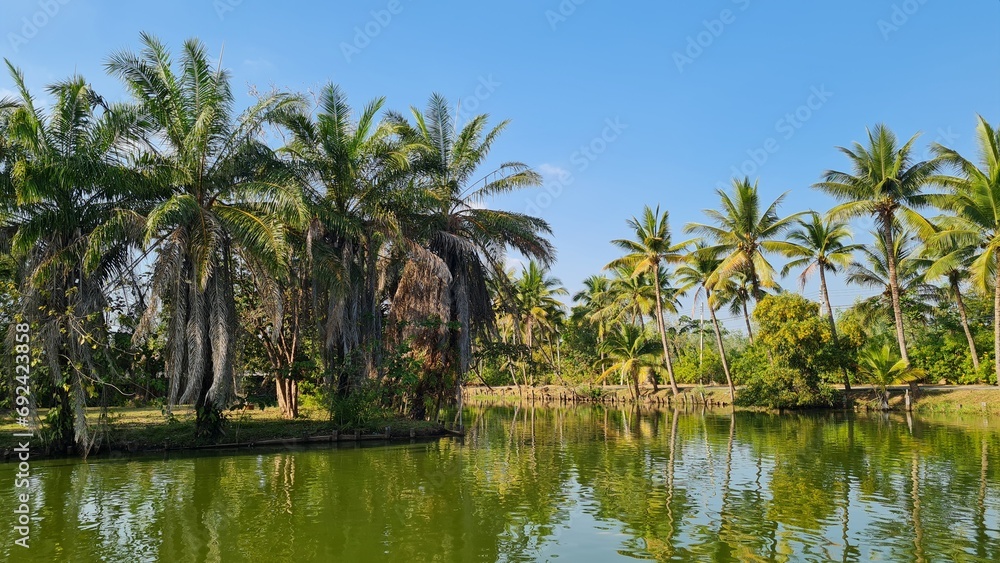 Lake surrounded by tropical coconut palm trees.