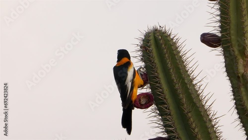 Caribbean Bird Wildlife - Troupial  in Super Slow Motion 4K 120fps photo