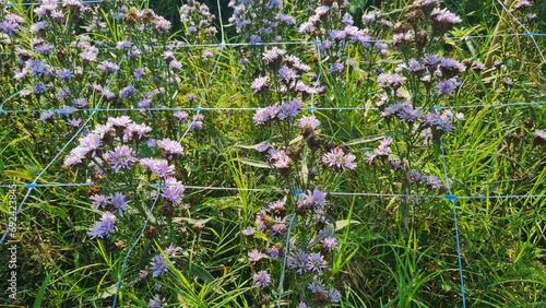 Close up of purpletop vervain (verbena bonariensis) in bloom.