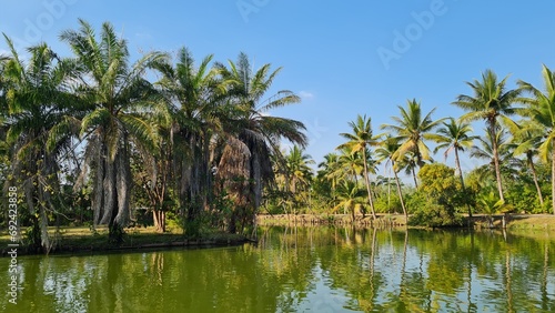 Lake surrounded by tropical coconut palm trees.