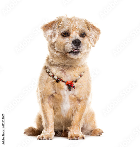Mongrel Dog wearing a hippie collar, isolated on white