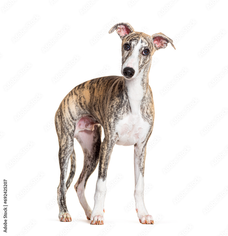 Young Whippet, four months old, standing and looking at the camera in front of white background