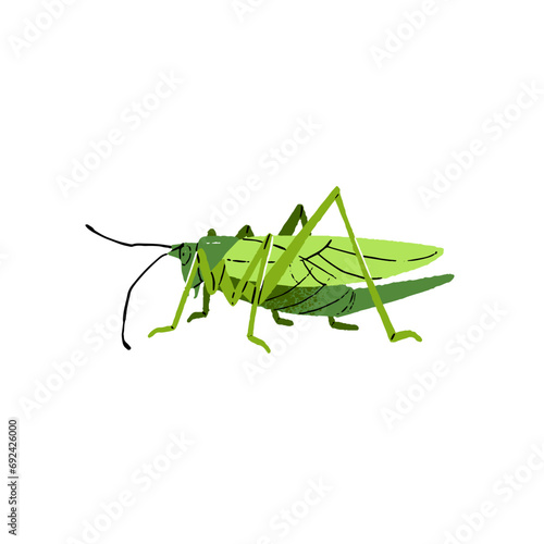Grasshopper, hopper bug, wild cricket, green locust. Insect with long legs. Small jumping animal. Macro nature, grass fauna. Flat isolated hand drawn vector illustration on white background photo