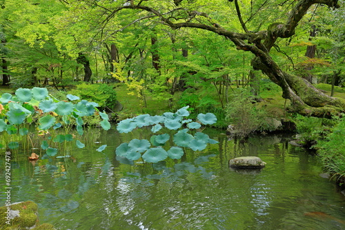 Garden at Eikan-dō Temple, a major Buddhist temple with ancient art and Zen garden in Kyoto, Japan photo