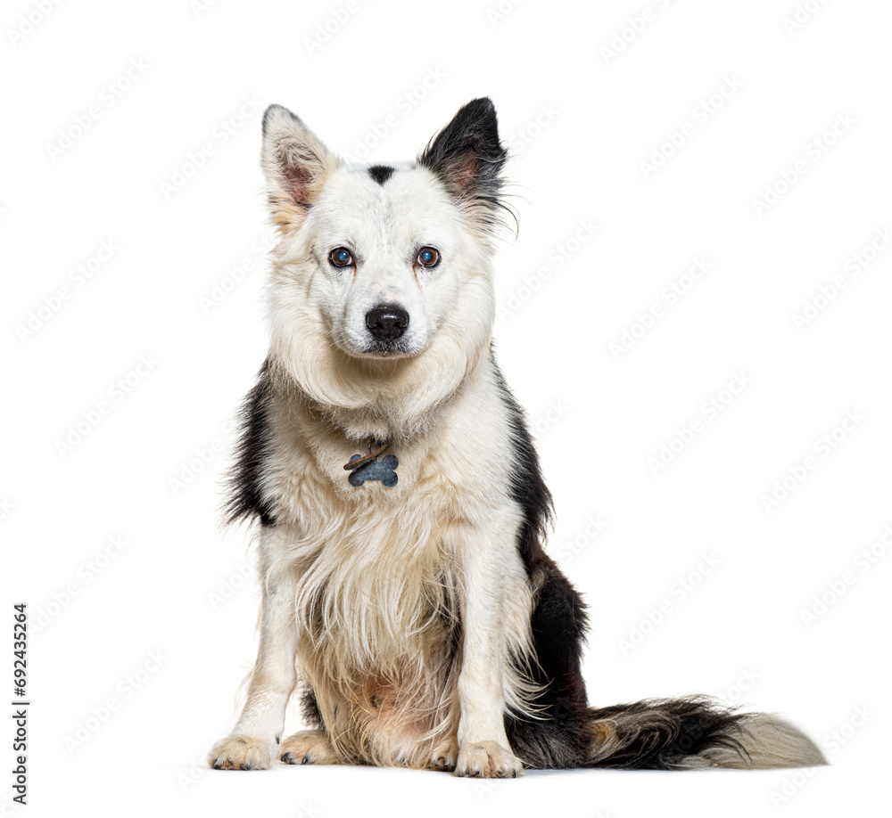 Mongrel Dog wearing a dog collar, isolated on white