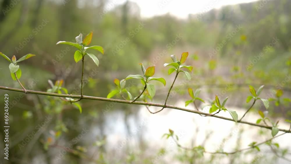 Close up shot of small leaves on a tree branch, lake in the background, selective focus Close up shot of small leaves on a tree branch, lake in the background, selective focus
