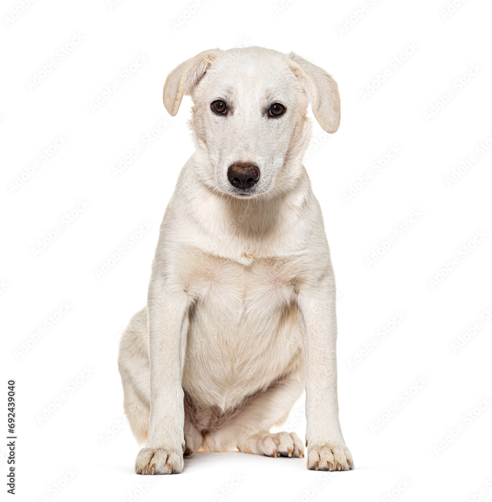 Mongrel Dog, isolated on white