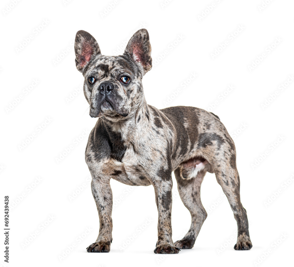 Side view of a Blue merle French Bulldog, blue eyed, isolated on white