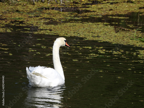 white swans swimming in the river in sunlight 