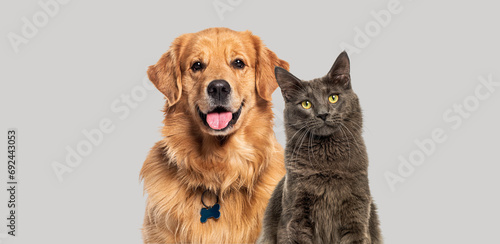 Happy panting Golden retriever dog and blue Maine Coon cat looking at camera, Isolated on grey photo