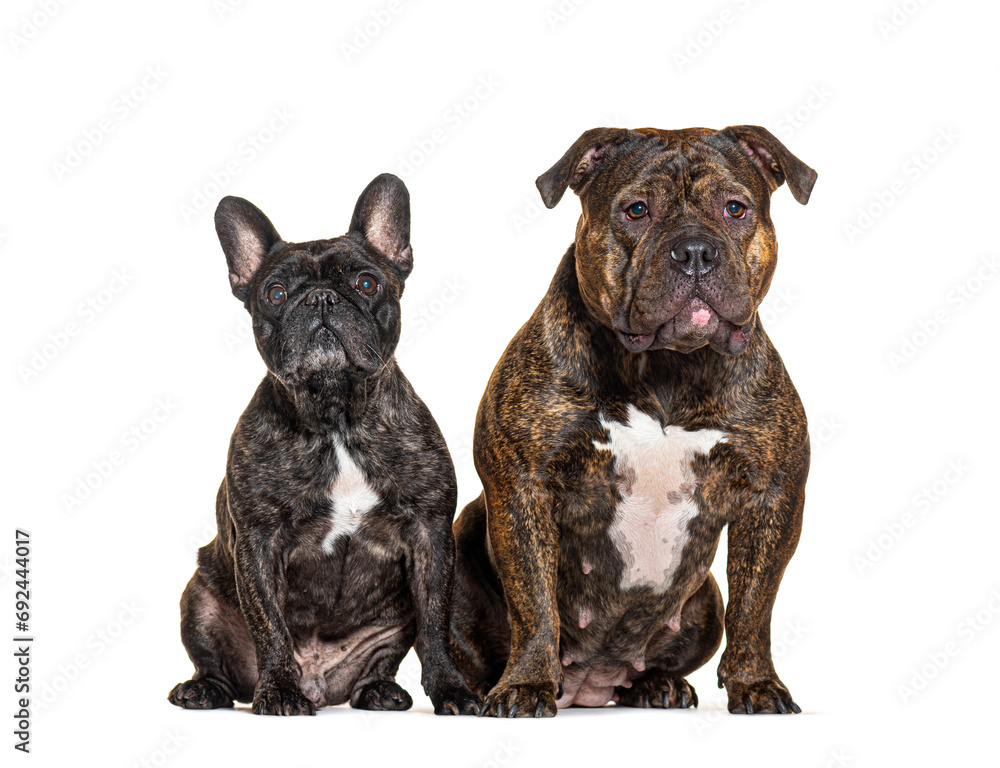 French Bulldog and American Bully , isolated on white