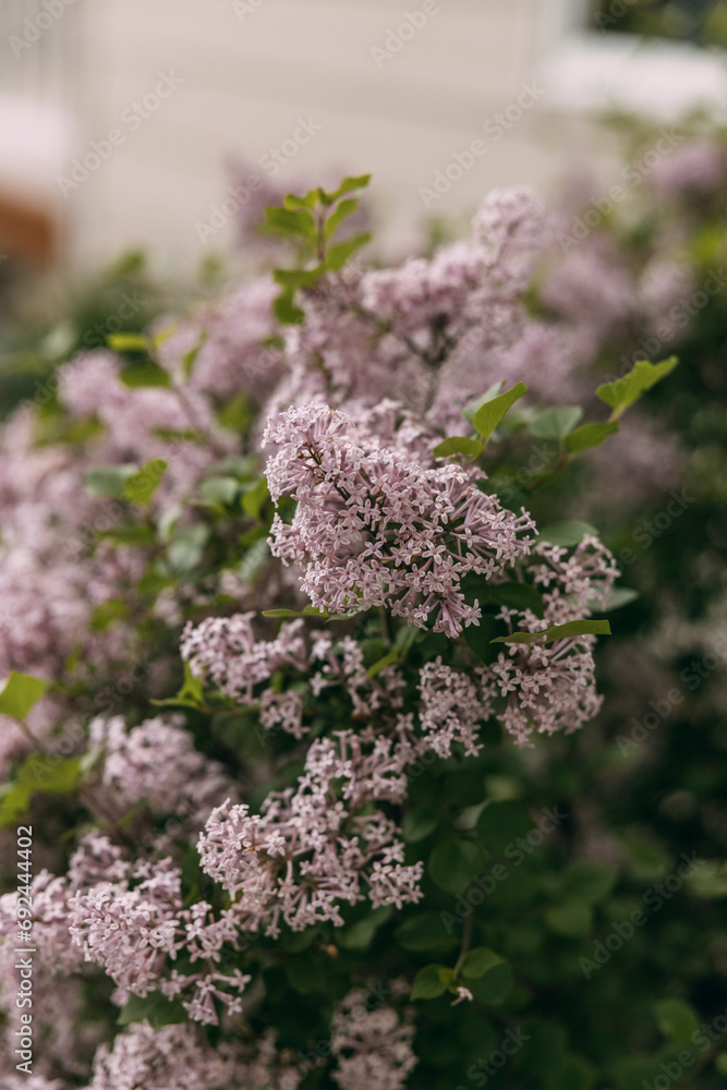 Obraz premium Vertical closeup of lilac flowers