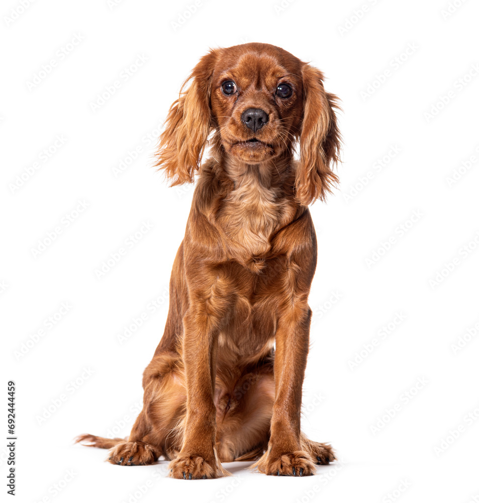 Sitting Cavalier King Charles, isolated on white