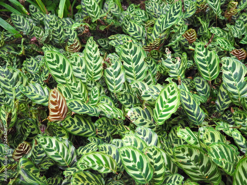 Ornamental foliage plant with beautiful patterns on the leaves. Dark streaks on the green leaves and the undersides of the leaves are reddish-green or purple name Calathea makoyana, peacock plant. 
