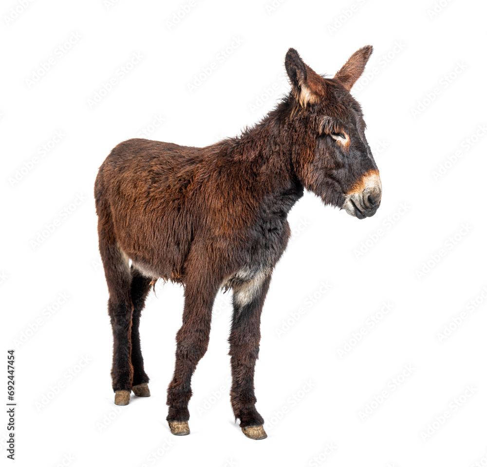 Side view of a Martina Franca donkey, isolated on white