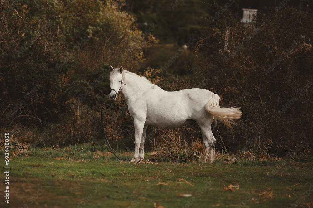 White horse grazing on a field in late autumn White horse grazing on a field in late autumn