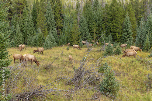 Large herd of wapiti grazing at the side of the road during the late afternoon in the Rocky Mountains National Park