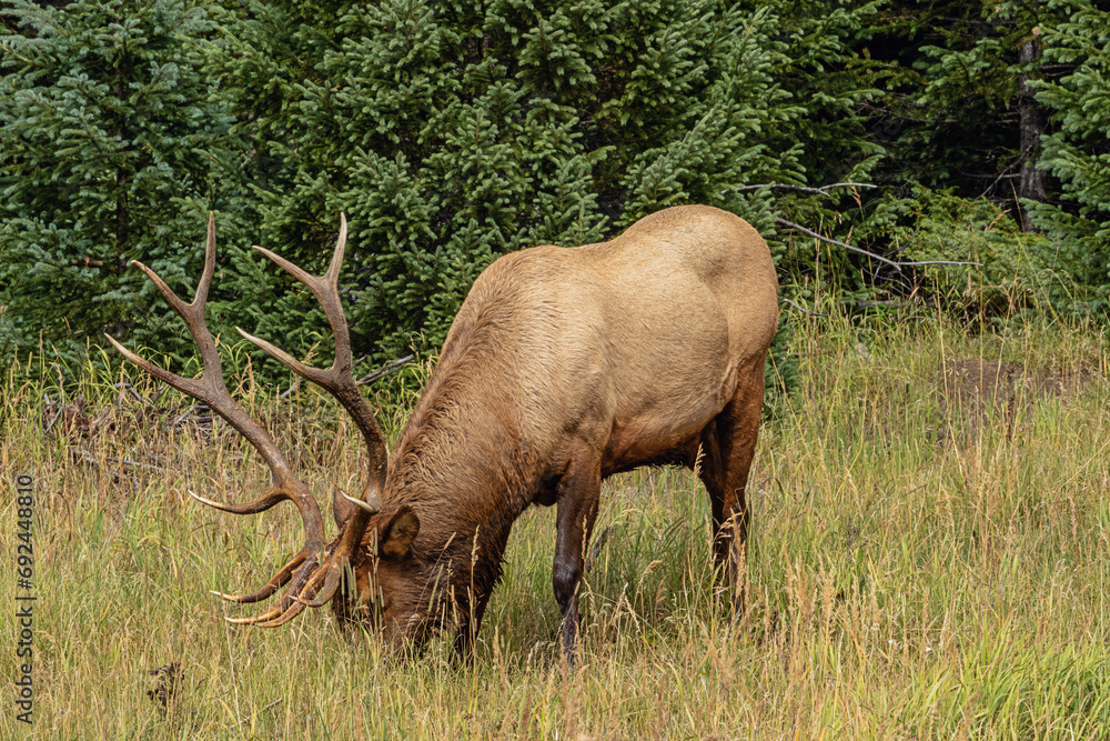 Grazing wapiti bull at the edge of the forest during the late afternoon in the Rocky Mountains National Park