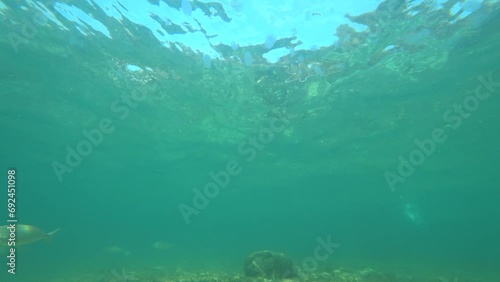 Underwaterclife in the Mediterranean Sea near Croatia - Fish crossing