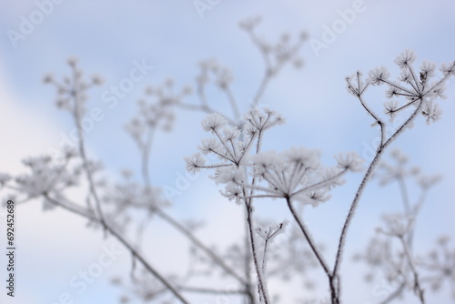 frosty landscape with frost-covered grasses